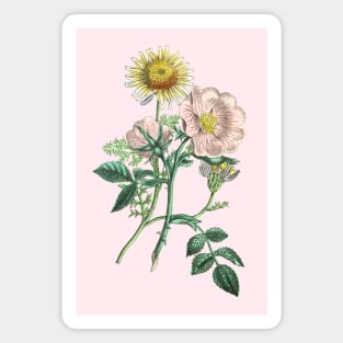 Dog Rose and Chamomile Flower Vintage Botanical Illustration Magnet